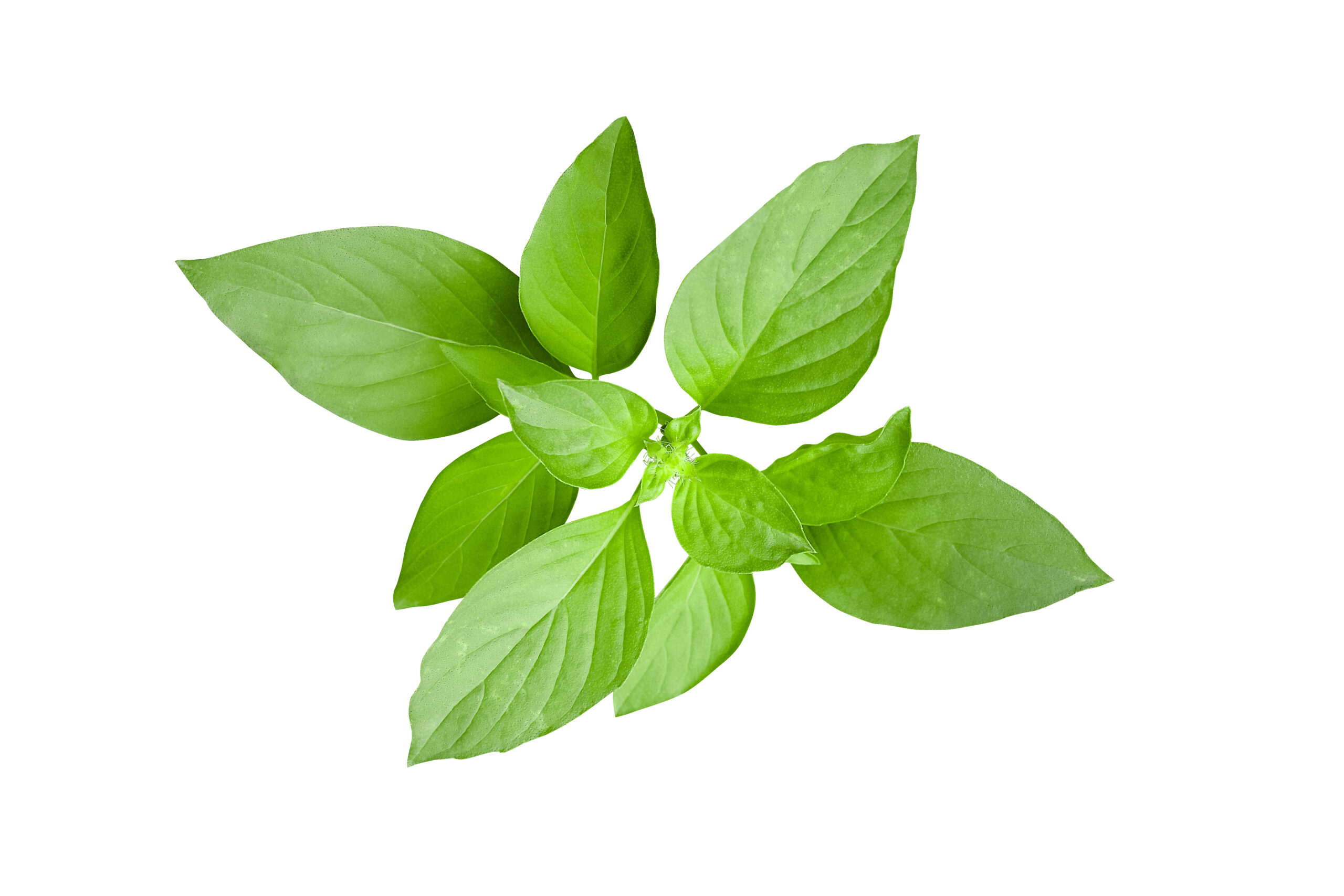 Fresh green leaves of Thai lemon basil or hoary basil tropical herb plant isolated on white background, clipping path included.