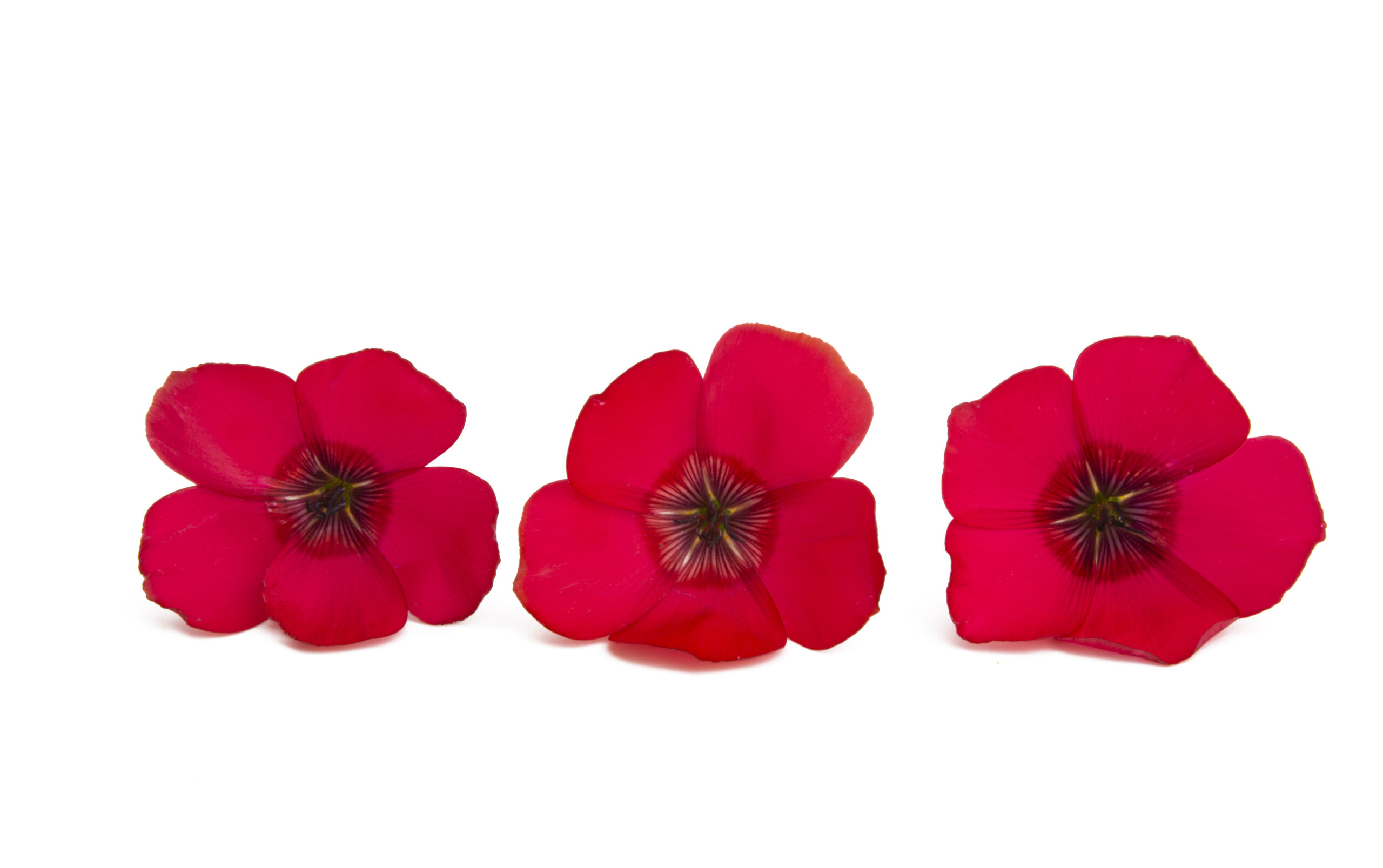red flax flower isolated