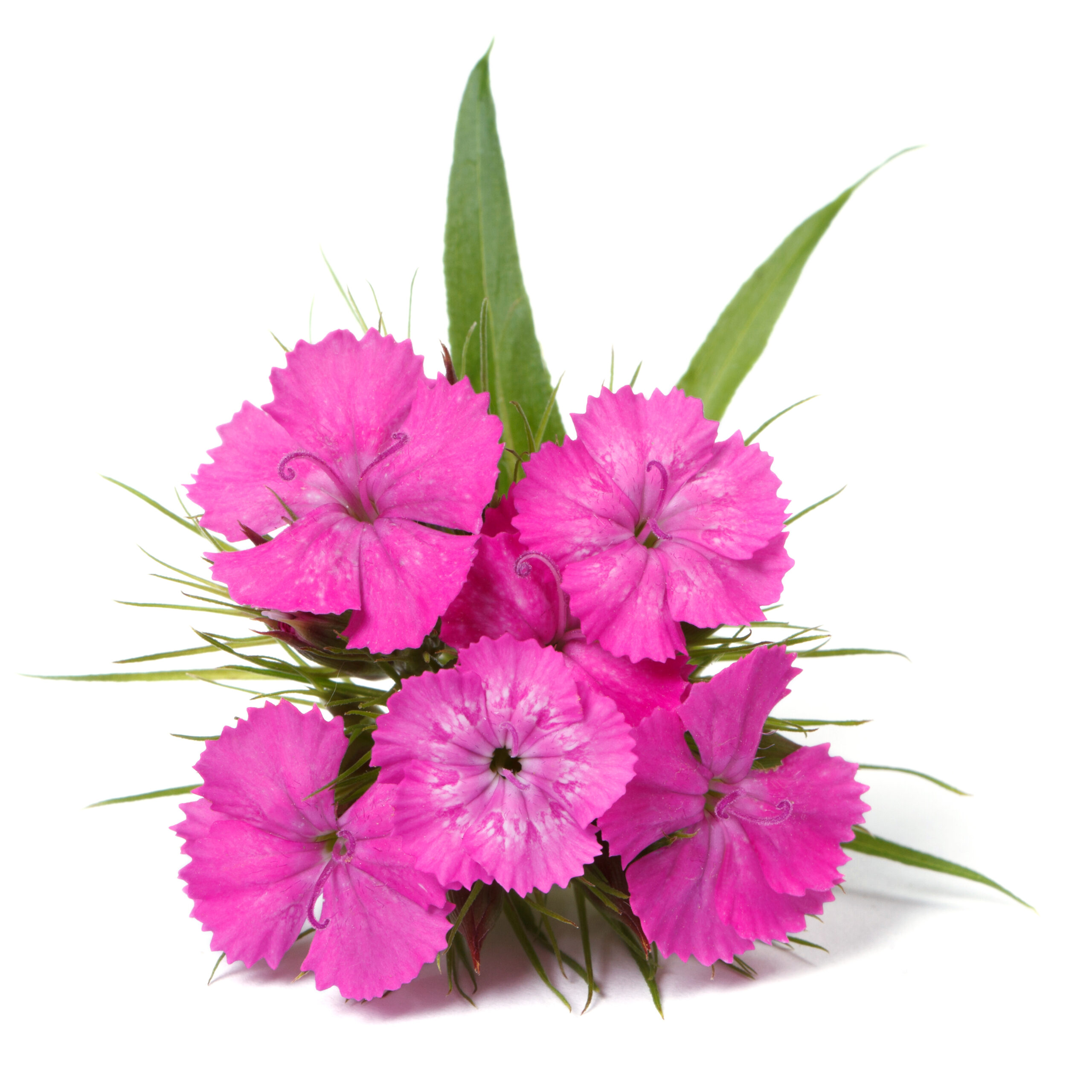 Dianthus barbatus pink flowers isolated on white closeup