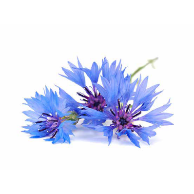 https://domainedesherbiers.fr/wp-content/uploads/2022/12/fleurs-comestibles-bleuet-domaine-des-herbiers.png